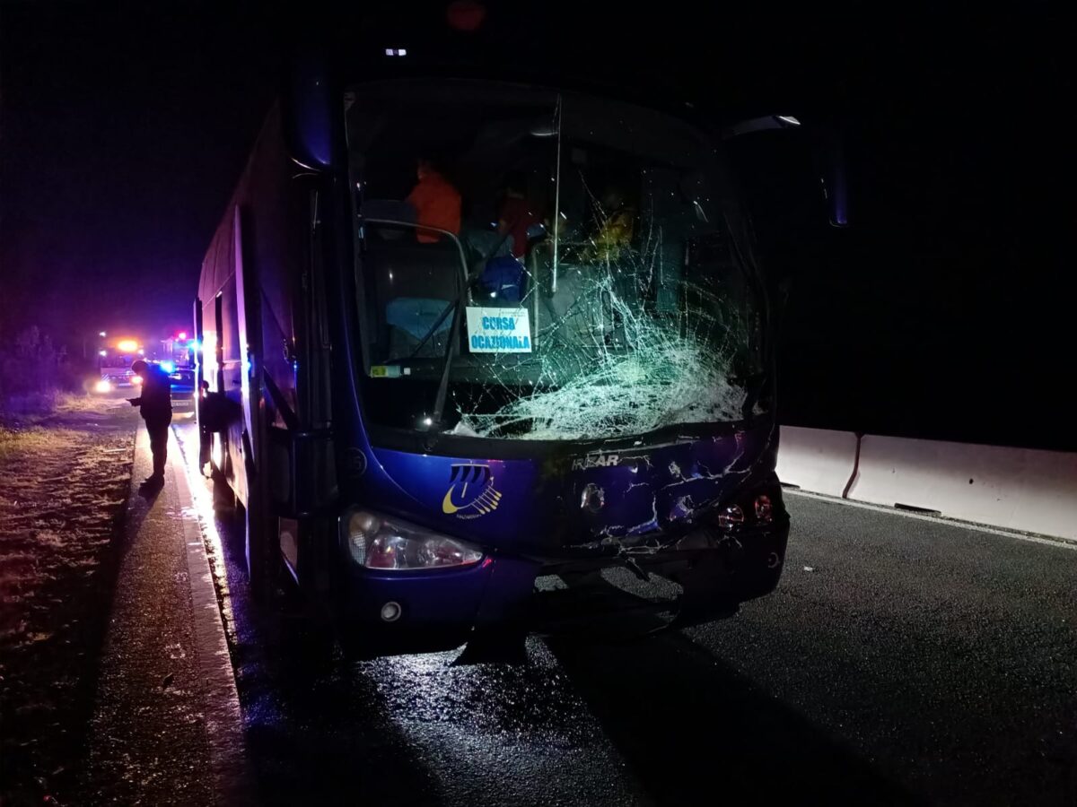 Accident pe DN1, la Potigrafu. Un autocar a lovit in plin un taur. Animalul a fost proiectat pe contrasens, intr-o alta masina