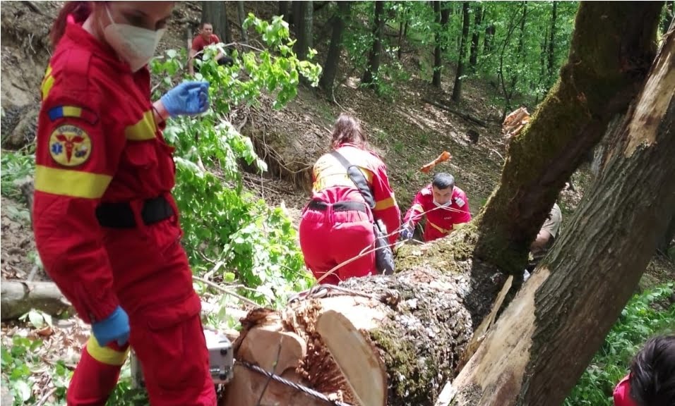 Tragedie in Prahova! Un barbat a murit dupa ce un copac s-a prabusit peste el, intr-o zona forestiera din Provita de Sus