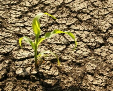 Producatorii agricoli din Prahova afectati de seceta vor primi despagubiri. Care sunt conditiile de acordare a banilor
