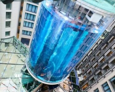 Cel mai mare acvariu cilindric, aflat în holul unui hotel din Berlin, s-a spart. Erau peste 1.500 de pești în el