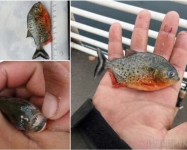 E alertă: exemplar Piranha descoperit într-un râu din România; peștele trăiește în mod normal în America de Sud