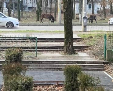 Cei doi magarusi vor fi dusi la Zoo Bucov. Angajatii Parcului „Constantin Stere” au intervenit pentru capturarea animalelor