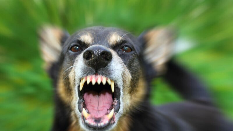 O noua tragedie! O femeie a fost omorâtă de un câine, în Bucureşti. Animalul fusese adoptat de la ASPA