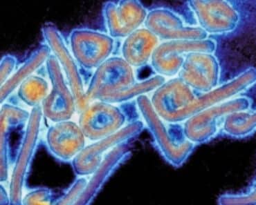 Virusul Marburg a fost depistat în două țări: este extrem de viral și are o mortalitate de 88%. Nu are tratament