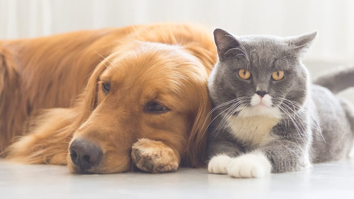 Asociațiile de Proprietari pot impune o taxă pe animalele de companie .Ce obligaţii au proprietarii de câini şi pisici