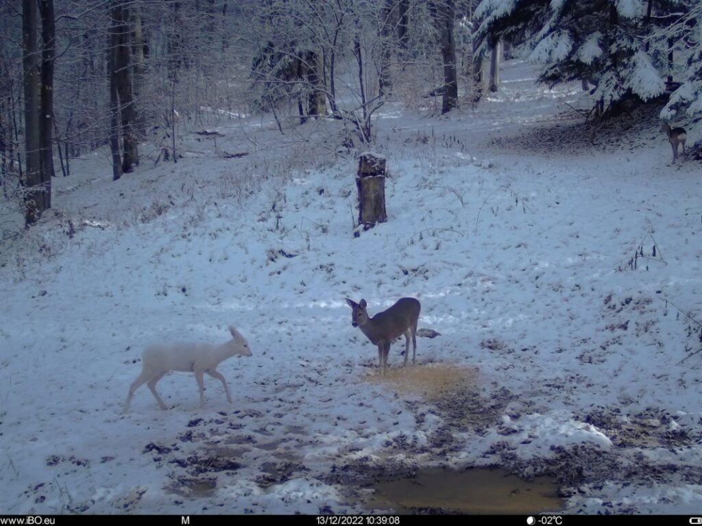 Apariție surpriză și foarte rară, „în ton” cu iarna! Căprioară albă, zărită în Parcul Natural Bucegi