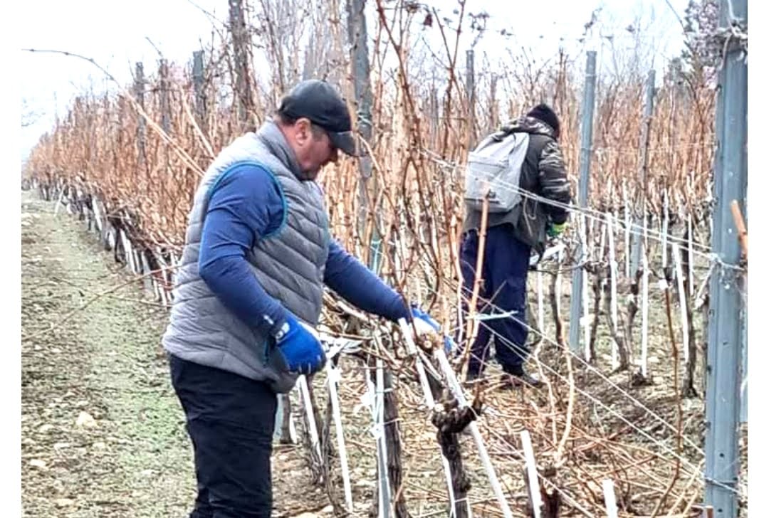 Un prahovean a fost ales cel mai bun viticultor din România
