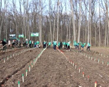 Direcția Silvică Prahova demarează campania de împădurire de primăvară