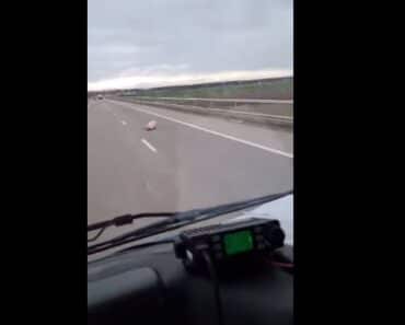 Imagini de necrezut surprinse de un șofer aflat în trafic! PORCI pe Autostrada Bucureşti-Ploieşti