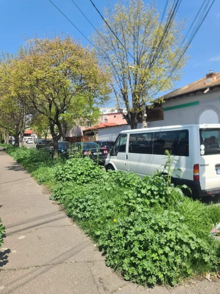 Locuitorii de pe strada Zimbrului se plâng că i-au năpădit buruienile. „Ne-am umplut de purici şi căpuşe”