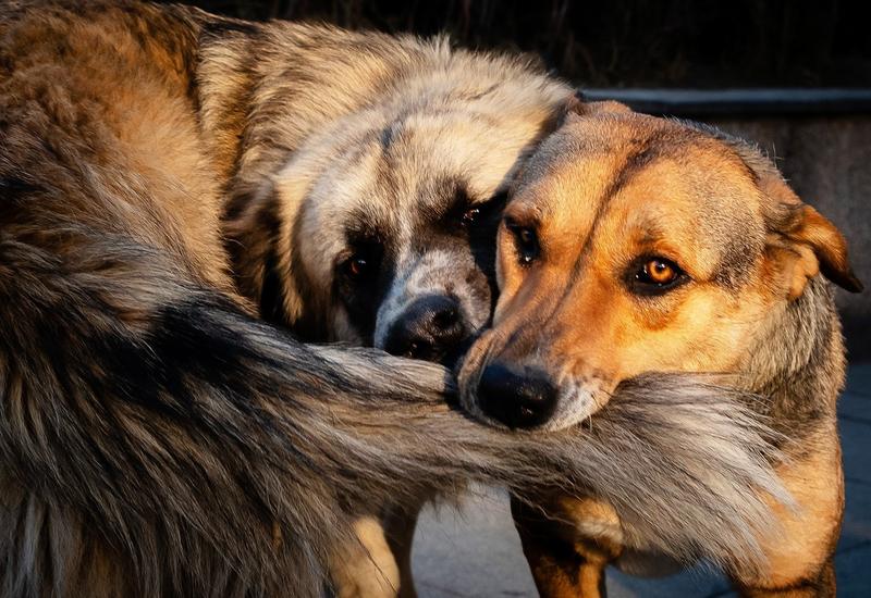 O femeie din Prahova, muşcată de faţă de un câine. Proprietarul animalului a fost amendat cu 500 de lei şi i-a fost deschis dosar penal