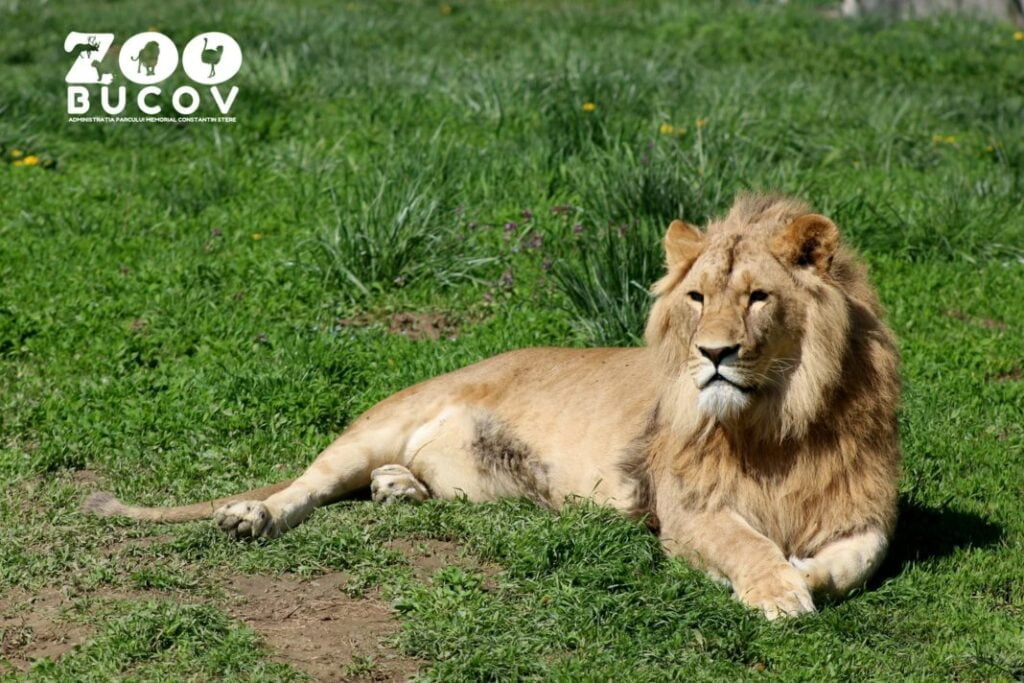 Prahovenii, invitați să petreacă ziua de 1 Mai la Grădina Zoo Bucov. Vezi aici programul