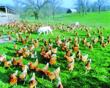 Lovitură pentru zootehnia românească. Ministerul Sănătății pregătește închiderea fermelor