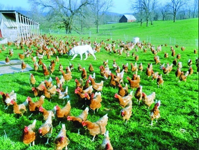 Lovitură pentru zootehnia românească. Ministerul Sănătății pregătește închiderea fermelor