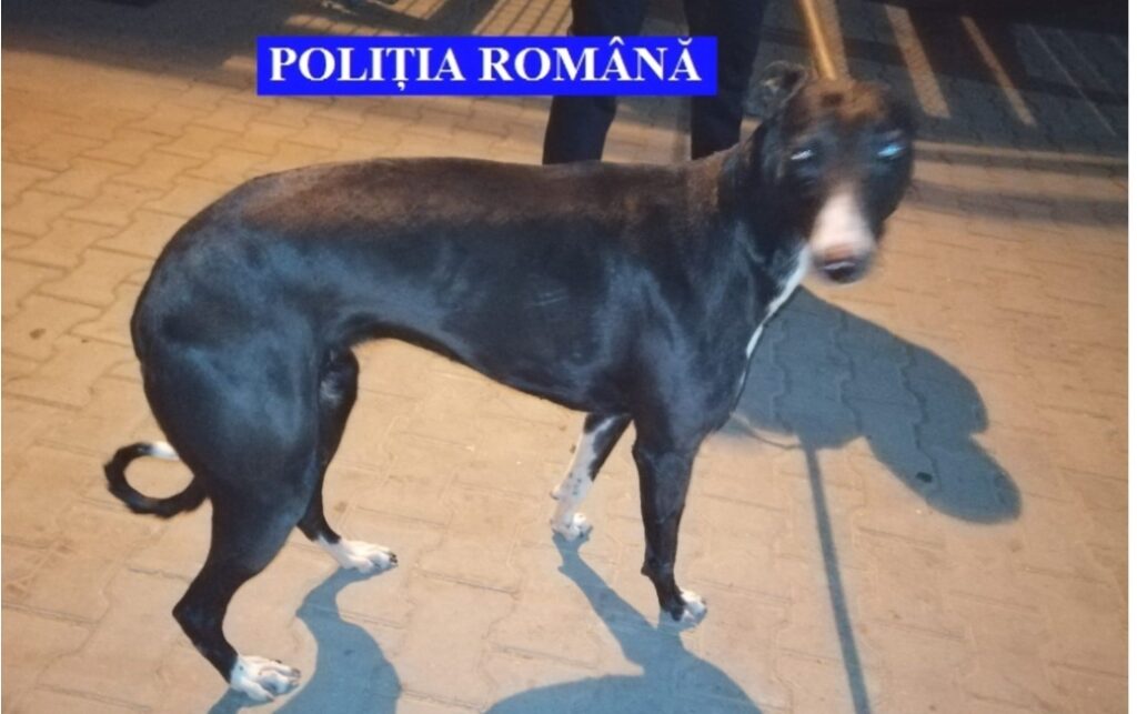 Un prahovean riscă închisoarea pentru braconaj cu ogar, pe fondul cinegetic din Berceni