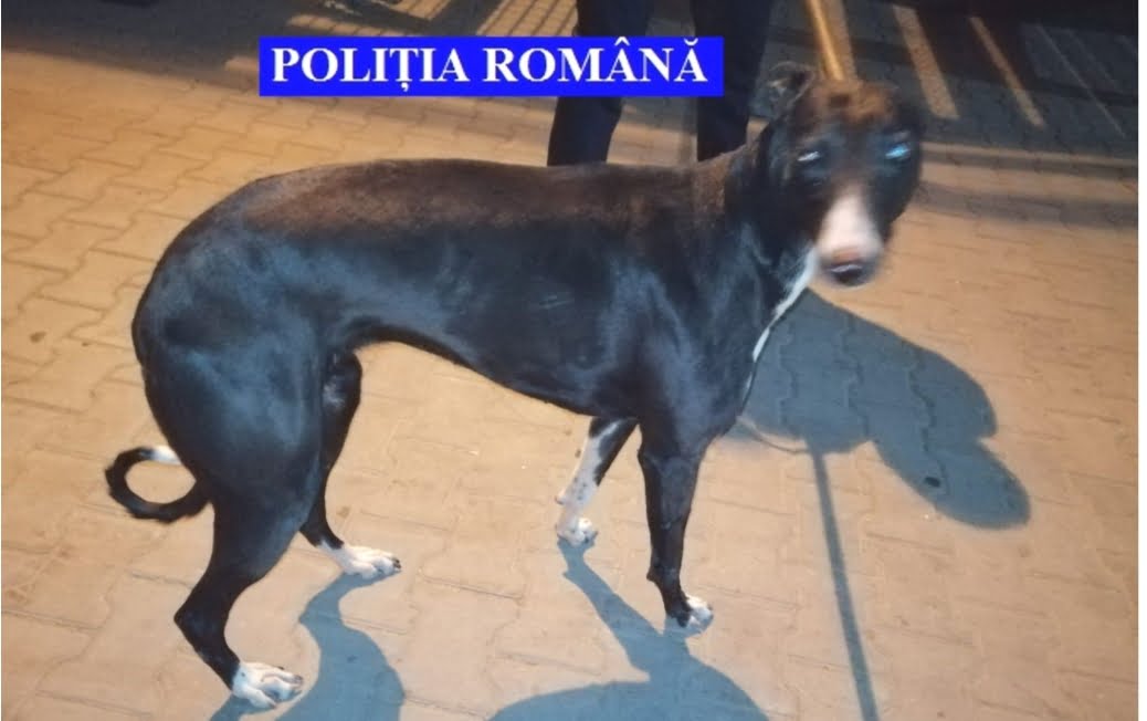 Un prahovean riscă închisoarea pentru braconaj cu ogar, pe fondul cinegetic din Berceni