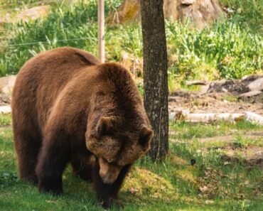Mesaj RO-Alert după ce un urs şi-a făcut apariţia într-o curte din Comarnic