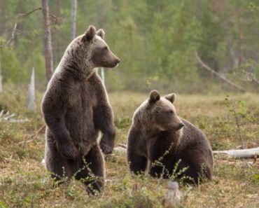 Urși în trei localități din Prahova. Echipajele SMURD au fost trimise să asigure zonele