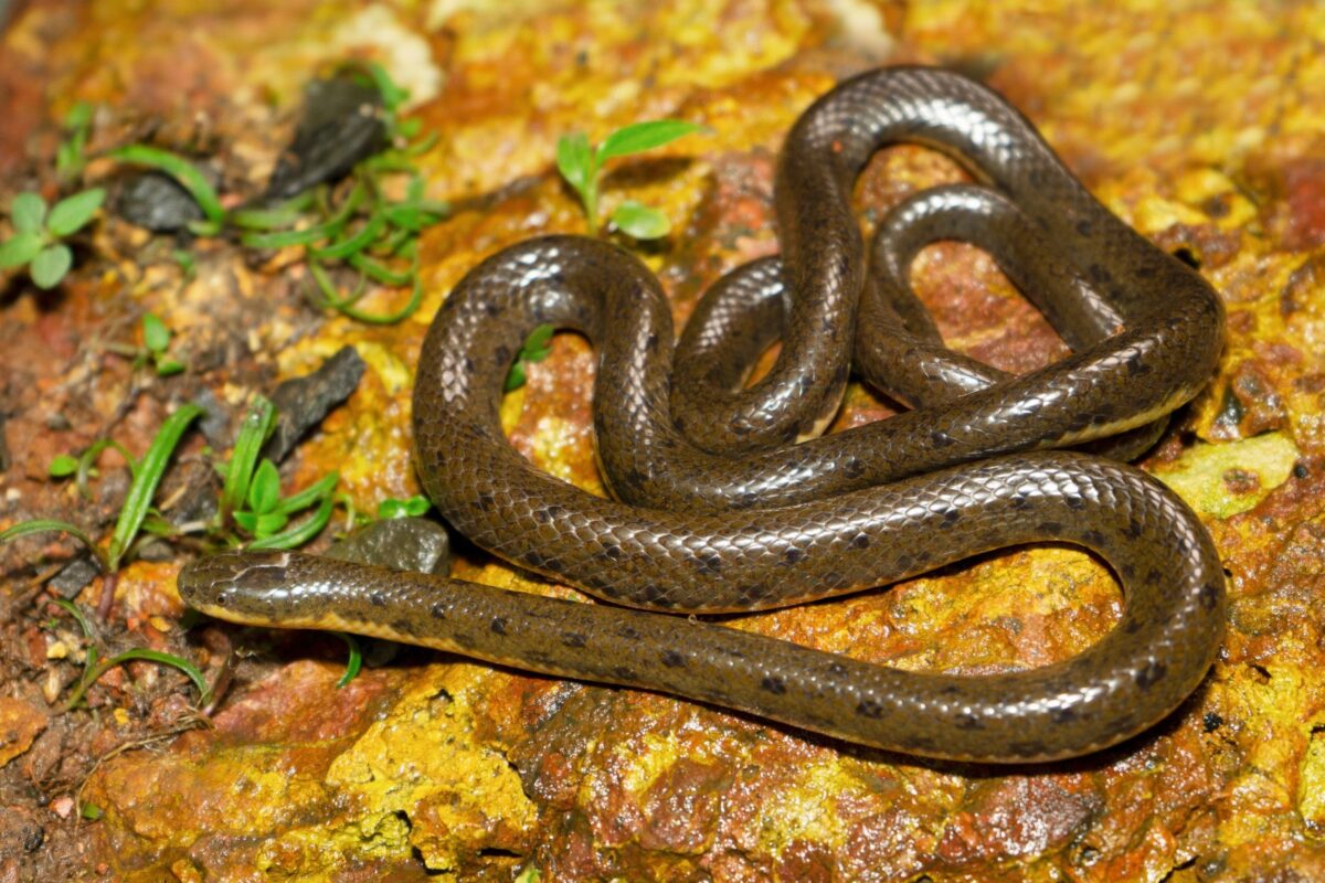 Orașul din România invadat de șerpi! Avertisment RO ALERT: „Închideți ușile și geamurile!”