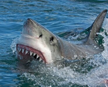 Bărbat ucis de rechin într-una din cele mai populare stațiuni de pe glob. Mulți români merg în vacanță acolo