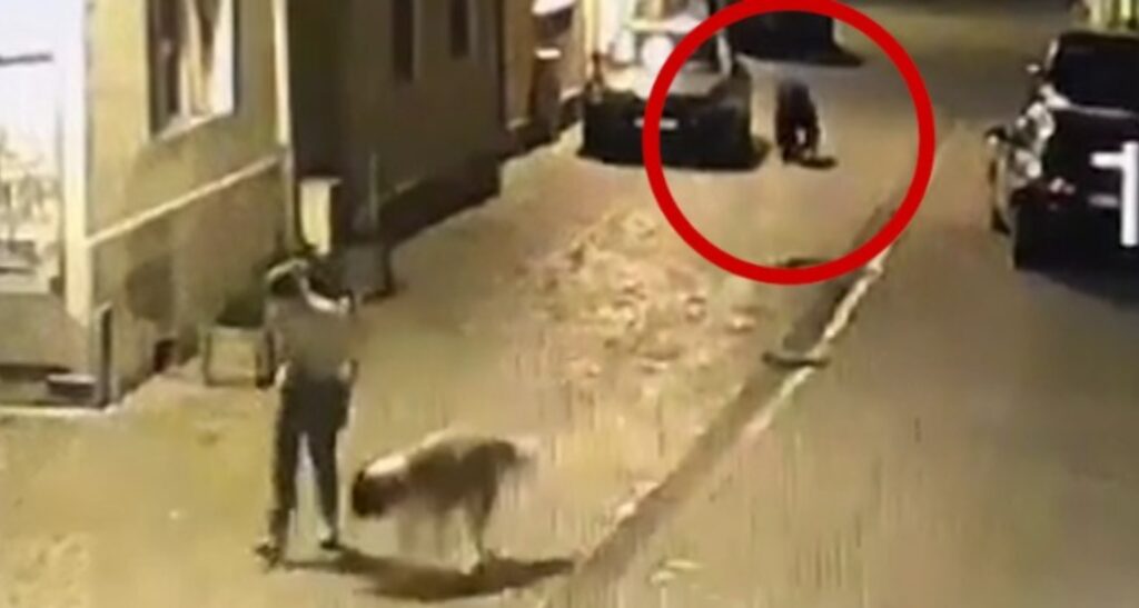 Momentul în care o femeie care-şi plimba câinele în centrul Braşovului se întâlneşte cu ursul