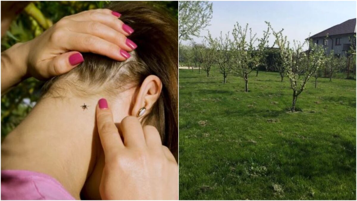 Veste bună pentru românii care stau la curte! Soluția banală care te scapă de căpușe conține doar două ingrediente