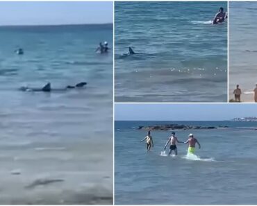 Un rechin a apărut brusc printre turiştii din Alicante, la câţiva metri de ţărm. Martorii au filmat scenele dramatice