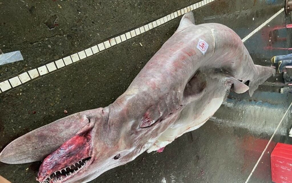 Creatură marină rară, de peste 800 de kilograme, găsită de mai mulți pescari. Dar asta nu a fost singura surpriză. FOTO