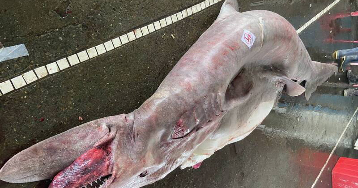 VIDEO O creatură marină rară, de peste 800 de kilograme, a fost prinsă de pescari în Taiwan. Când au studiat-o, au mai avut o surpriză