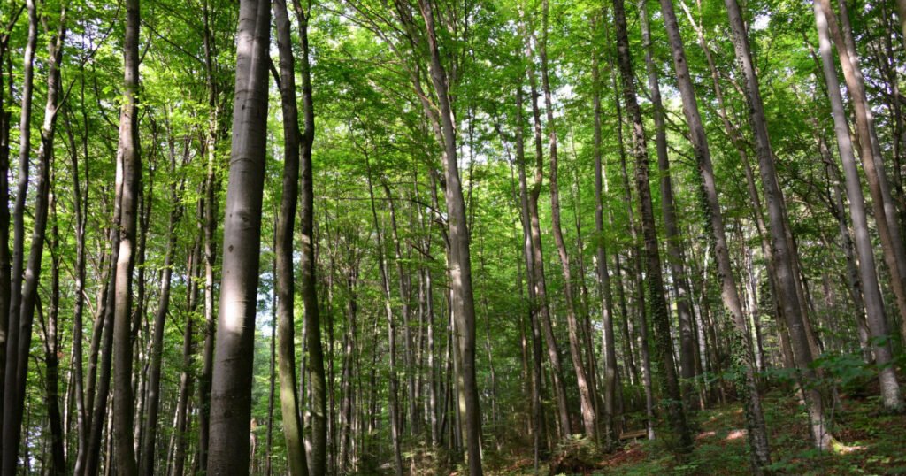 Un cioban a sunat la 112 să spună că s-a rătăcit în pădure, fugărit de un urs. Ce au descoperit polițiștii plecați în căutarea lui