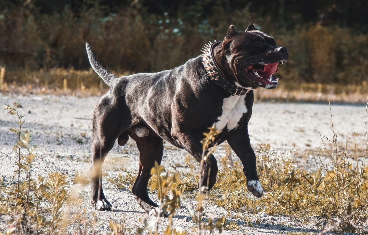Bărbat, ucis de un câine Amstaff în Galaţi. Medicii au intervenit cu greu deoarece animalul încă îi dădea târcoale Bărbat, ucis de un câine Amstaff în Galaţi. Medicii au intervenit cu greu deoarece animalul încă îi dădea târcoale