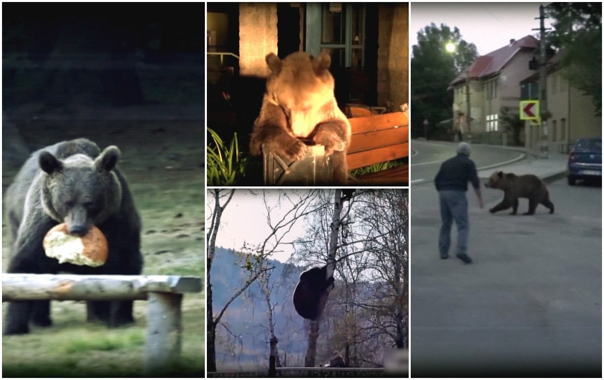 Bărbat de 37 de ani din Odorheiu Secuiesc, sfâşiat şi ucis de un urs. Bucăţi din trupul său găsite împrăștiate Bărbat de 37 de ani din Odorheiu Secuiesc, sfâşiat şi ucis de un urs. Bucăţi din trupul său găsite împrăștiate