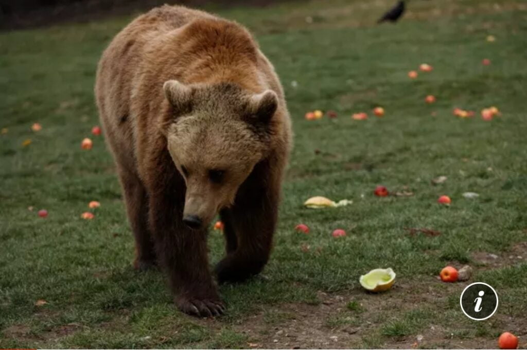 Mesaj Ro-Alert, după ce un urs a fost văzut pe o stradă din Câmpina Citeşte întreaga ştire: Mesaj Ro-Alert, după ce un urs a fost văzut pe o stradă din Câmpina