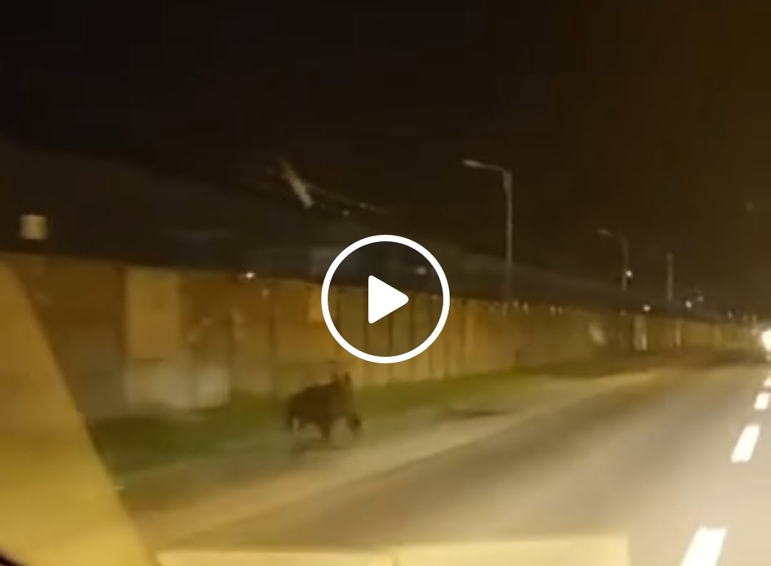 Urs în Ploieşti! ISU a emis mesaj RO-ALERT