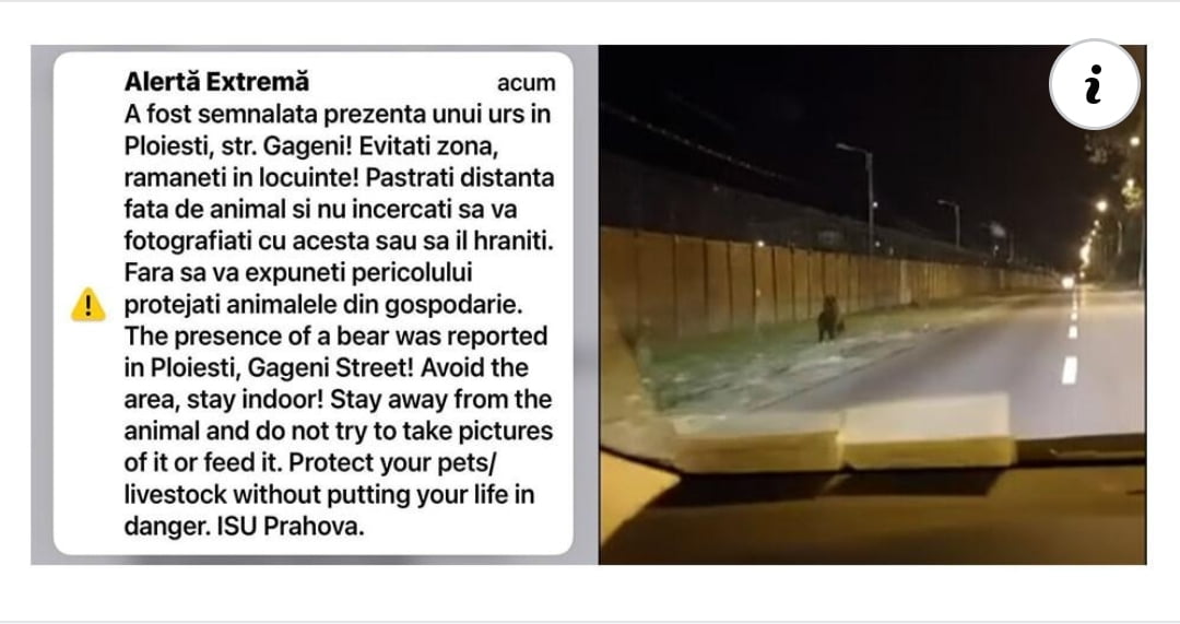 Ce mesaj transmite Primăria Ploieşti în cazul ursului văzut în Ploieşti Ce mesaj transmite Primăria Ploieşti în cazul ursului văzut în Ploieşti