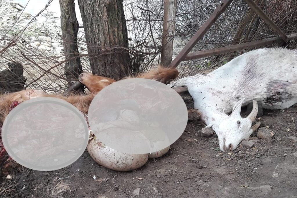 Locuitorii din Mislea sunt disperati! Ursii omoara animalele din gospodarie