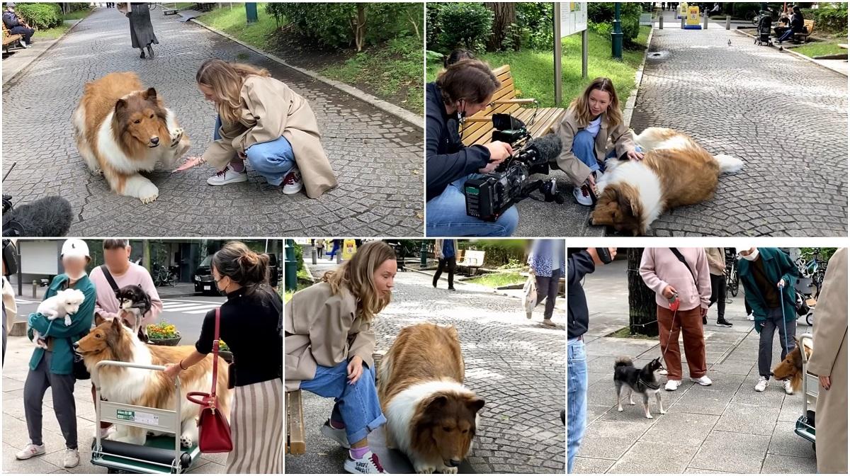 Japonezul care a cheltuit 13.000 de euro ca să devină câine și-a făcut prima apariție în public, ca un Collie. Vrea să testeze reacțiile animalelor Japonezul care a cheltuit 13.000 de euro ca să devină câine și-a făcut prima apariție în public, ca un Collie. Vrea să testeze reacțiile animalelor