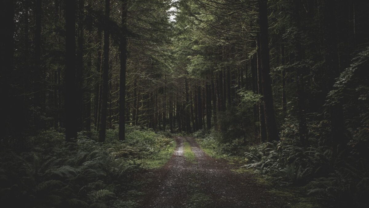 Un adevărat tezaur, descoperit într-o pădure din Bihor: „Am pus lopata la treabă, iar când am întors halca de pământ…”