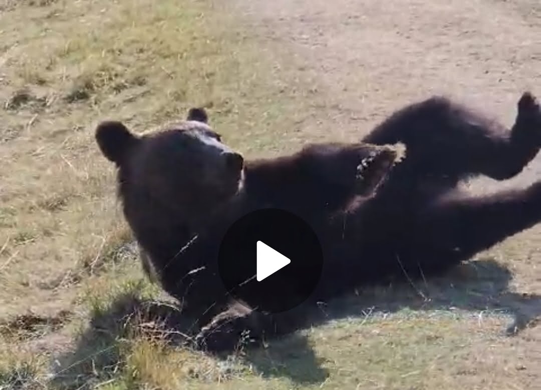 VIDEO EXCLUSIV/ Ursul „Rambo” a fost eliberat în natură, la Tabla Buții