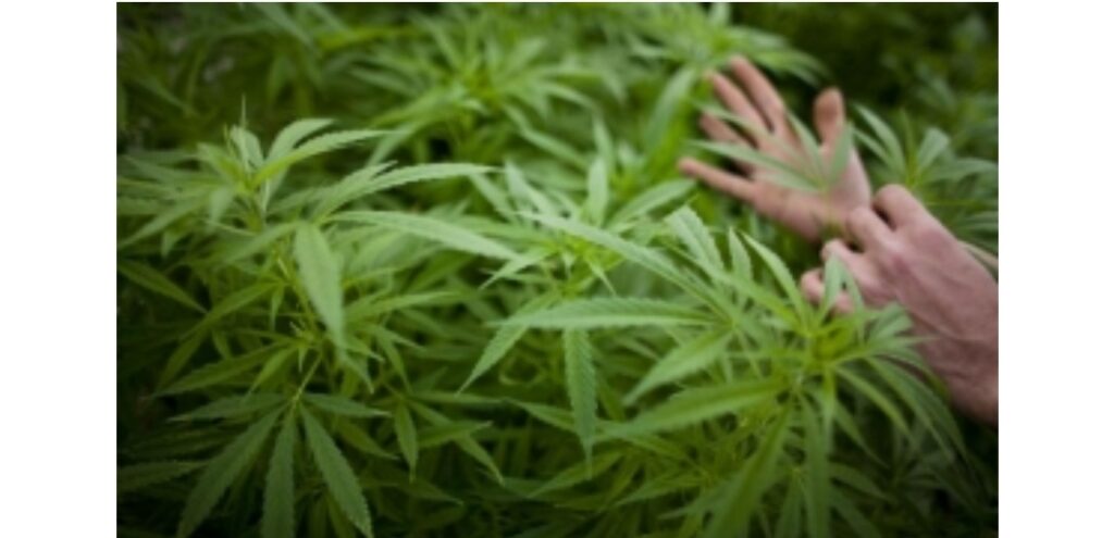 USR-istii au cerut legalizarea drogurilor! Oamenii lui Cioloș l-ar fi scăpat basma curată pe autorul accidentului din Vama Veche