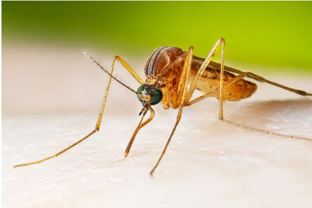 ALERTĂ! Un ploieştean a murit din cauza infecției cu virusul West Nile. Acesta se transmite prin ințepătura țânțarilor