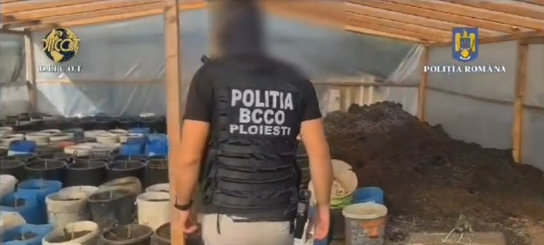 Cultura de canabis, descoperita de DIICOT în Ilfov. Un bărbat îşi trimitea nepotul minor să vândă drogurile în Ploieşti, inclusiv consumatorilor minori