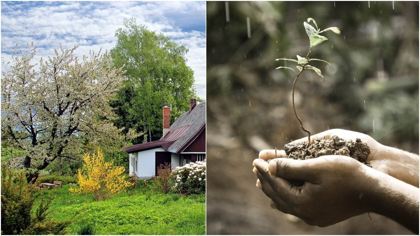 Planta din Biblie pe care e bine să o ai în gradină. Ajută la „curăţirea trupului, a sufletului și a minții” Planta din Biblie pe care e bine să o ai în gradină. Ajută la „curăţirea trupului, a sufletului și a minții”
