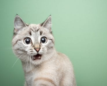 Puterea nebănuită a pisicilor. Ce boli pot detecta și vindeca felinele Puterea nebănuită a pisicilor. Ce boli pot detecta și vindeca felinele