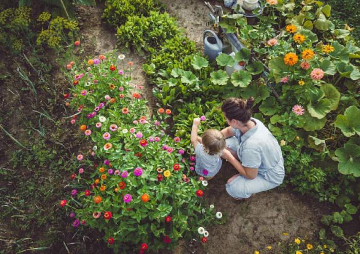 Planta pe care e bine să o cultivi în grădina casei tale. Se spune că aduce noroc, bunăstare și spor