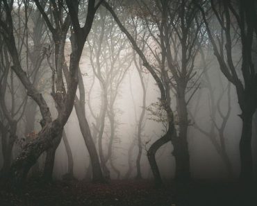 Cea mai periculoasă pasăre de pe Glob, apariție rară în România. A fost văzută chiar în București. FOTO&VIDEO Cea mai periculoasă pasăre de pe Glob, apariție rară în România. A fost văzută chiar în București. FOTO&VIDEO