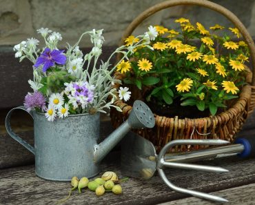 Cu ce trebuie să uzi plantele în luna aprilie pentru a înflori spectaculos. Grădina ta va fi mai frumoasă ca ordicând