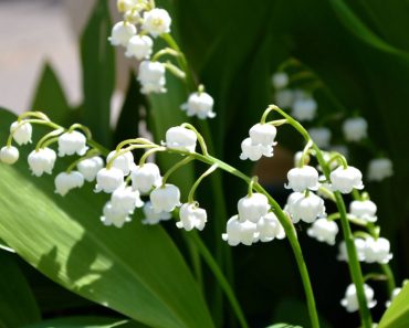 Lăcrămioara, planta care promite că binele învinge întotdeauna Lăcrămioara, planta care promite că binele învinge întotdeauna