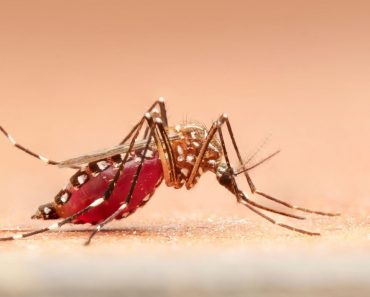 De ce țânțarii îi mușcă pe unii oameni, iar pe alții îi lasă în pace