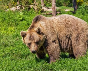 Urs lovit mortal de maşină, pe DN1, când traversa strada